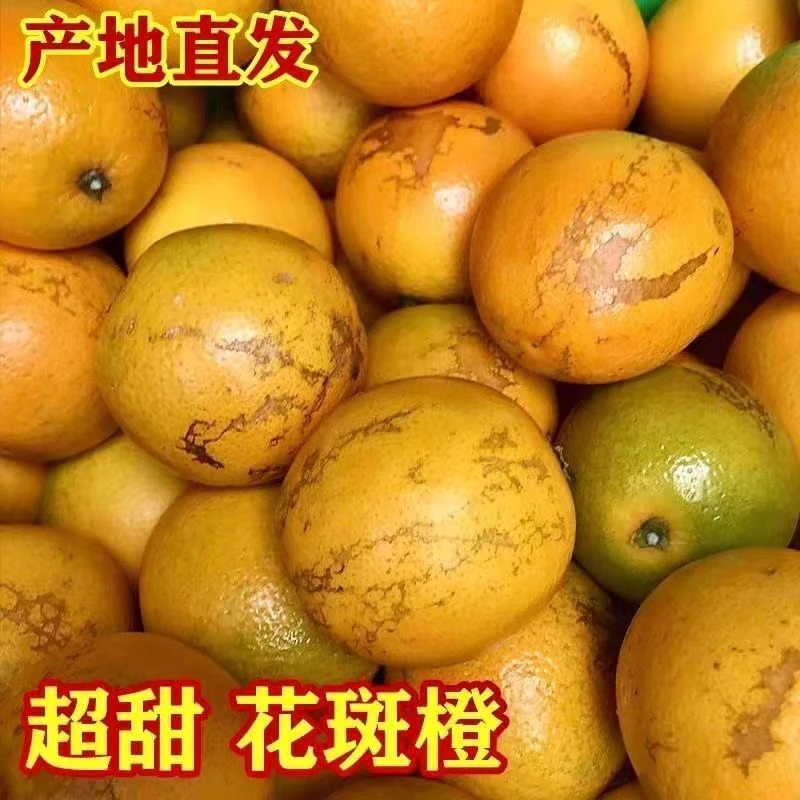 纯甜花斑果云南哀牢山新鲜冰糖橙青黄皮皮橙清甜多汁皮薄爆汁精选