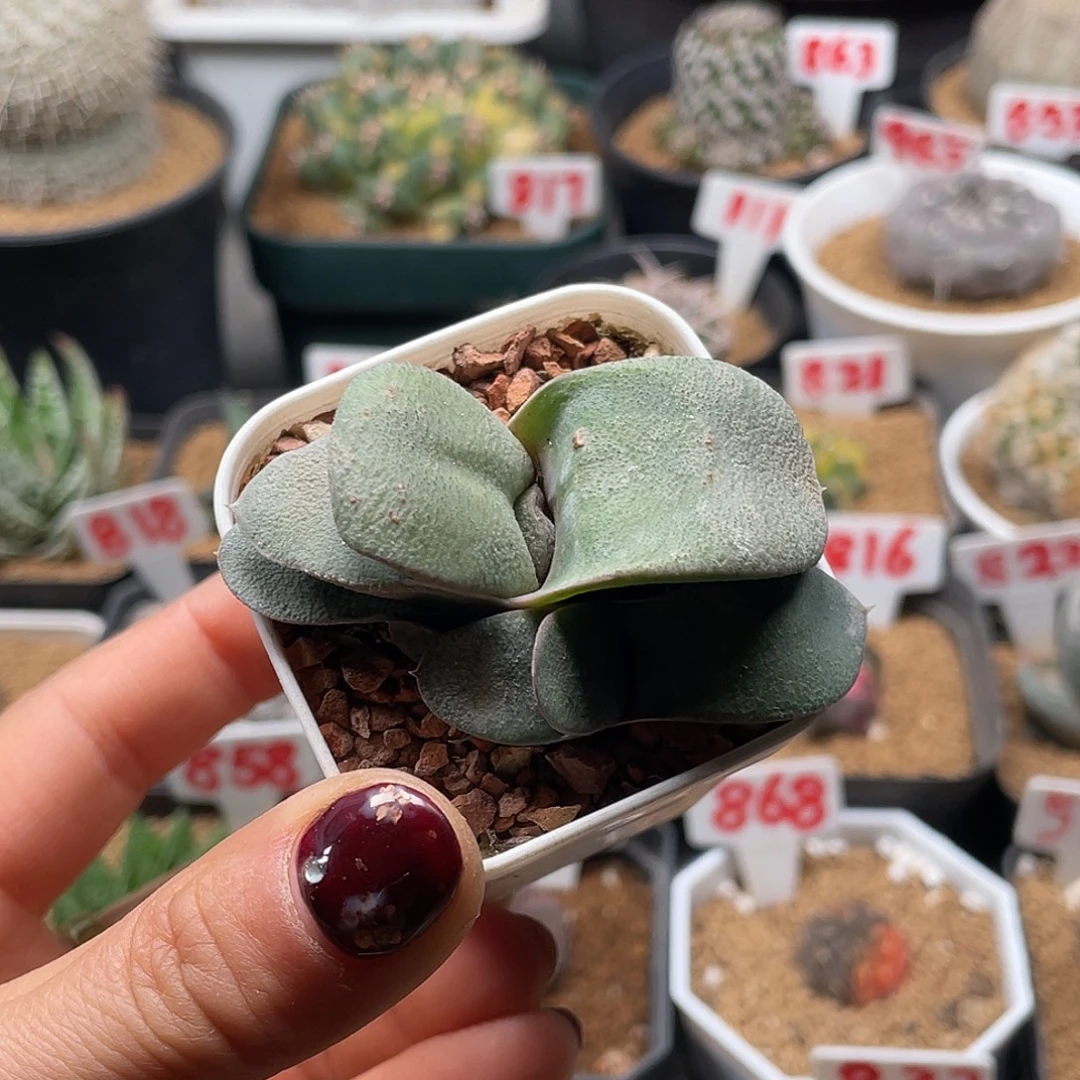 实生白肌小奶牛仙人球