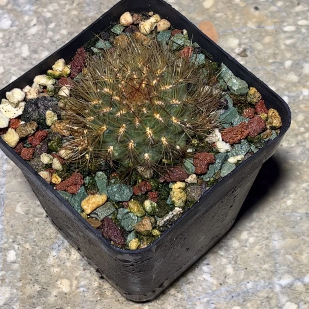 侧芽扦插繁殖带盆发货