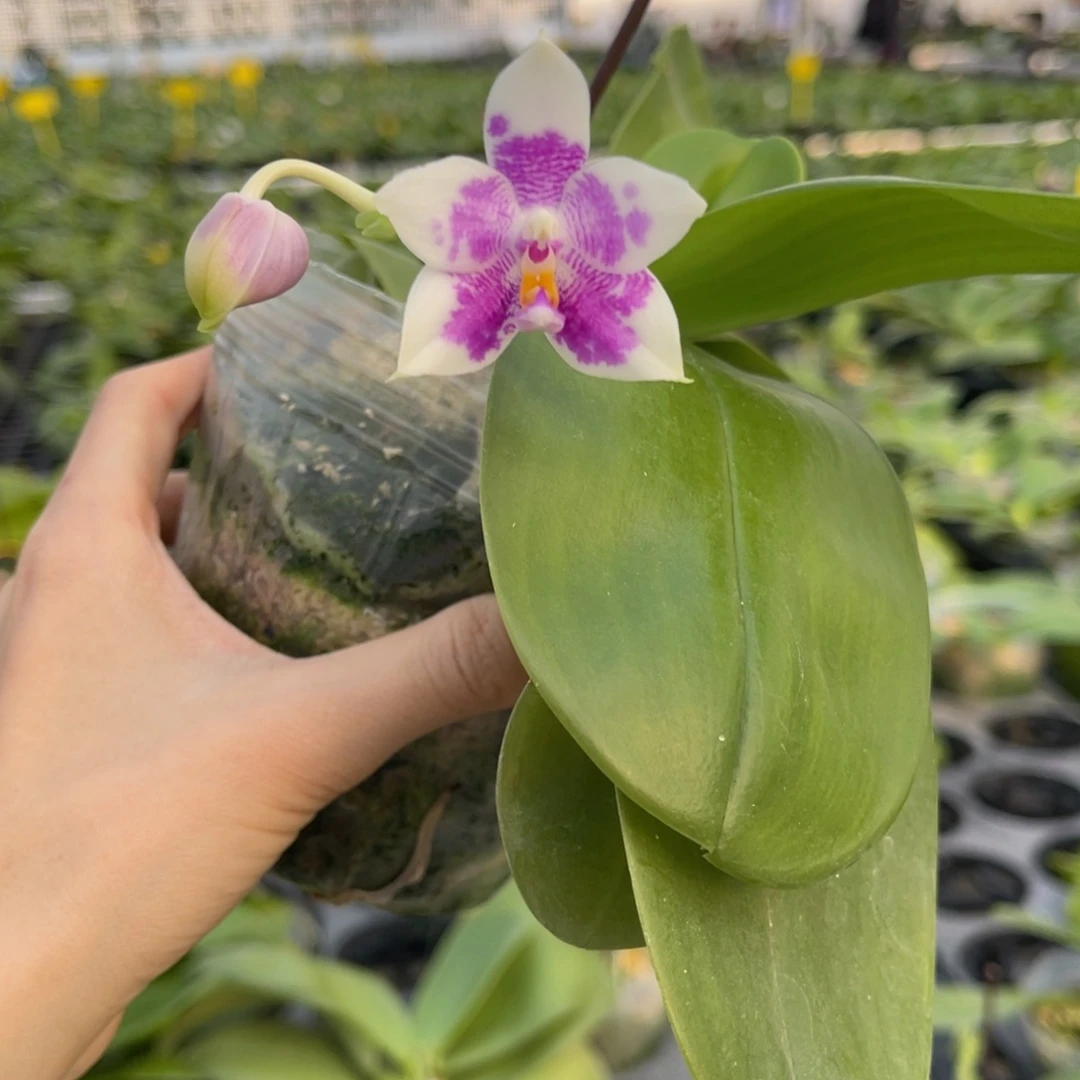 完全开放蝴蝶兰原生