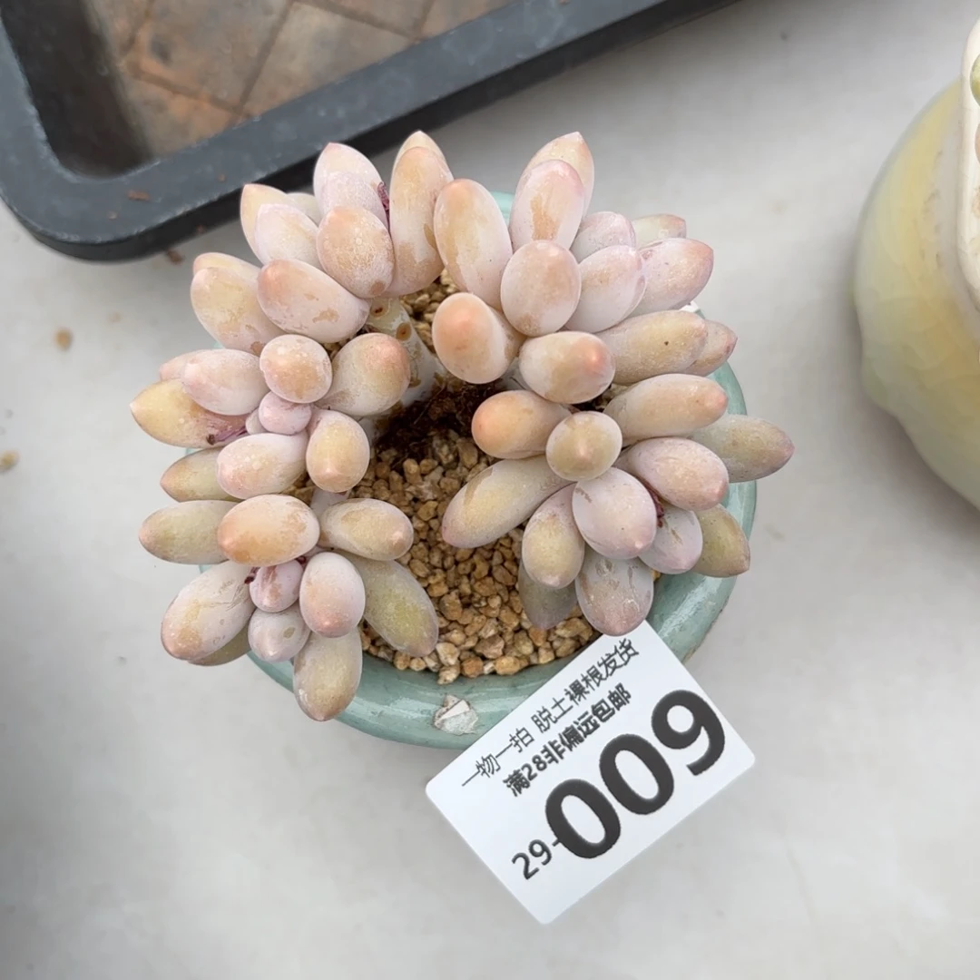 汤圆群多肉多肉多肉多肉