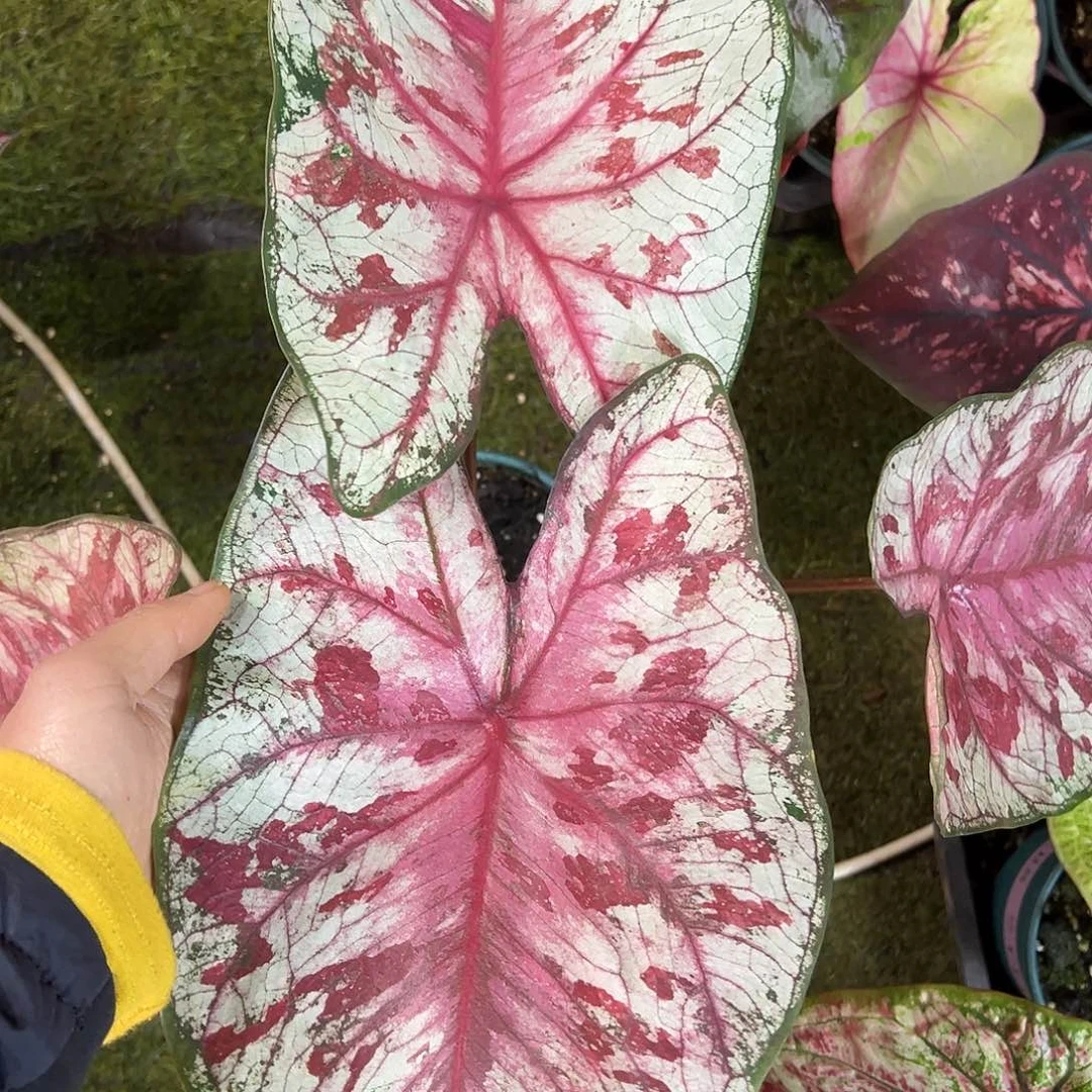 无花朵大白花脸50