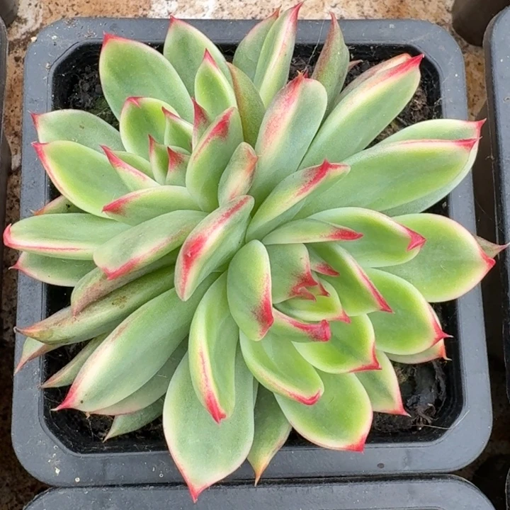 桃花一物一拍好看