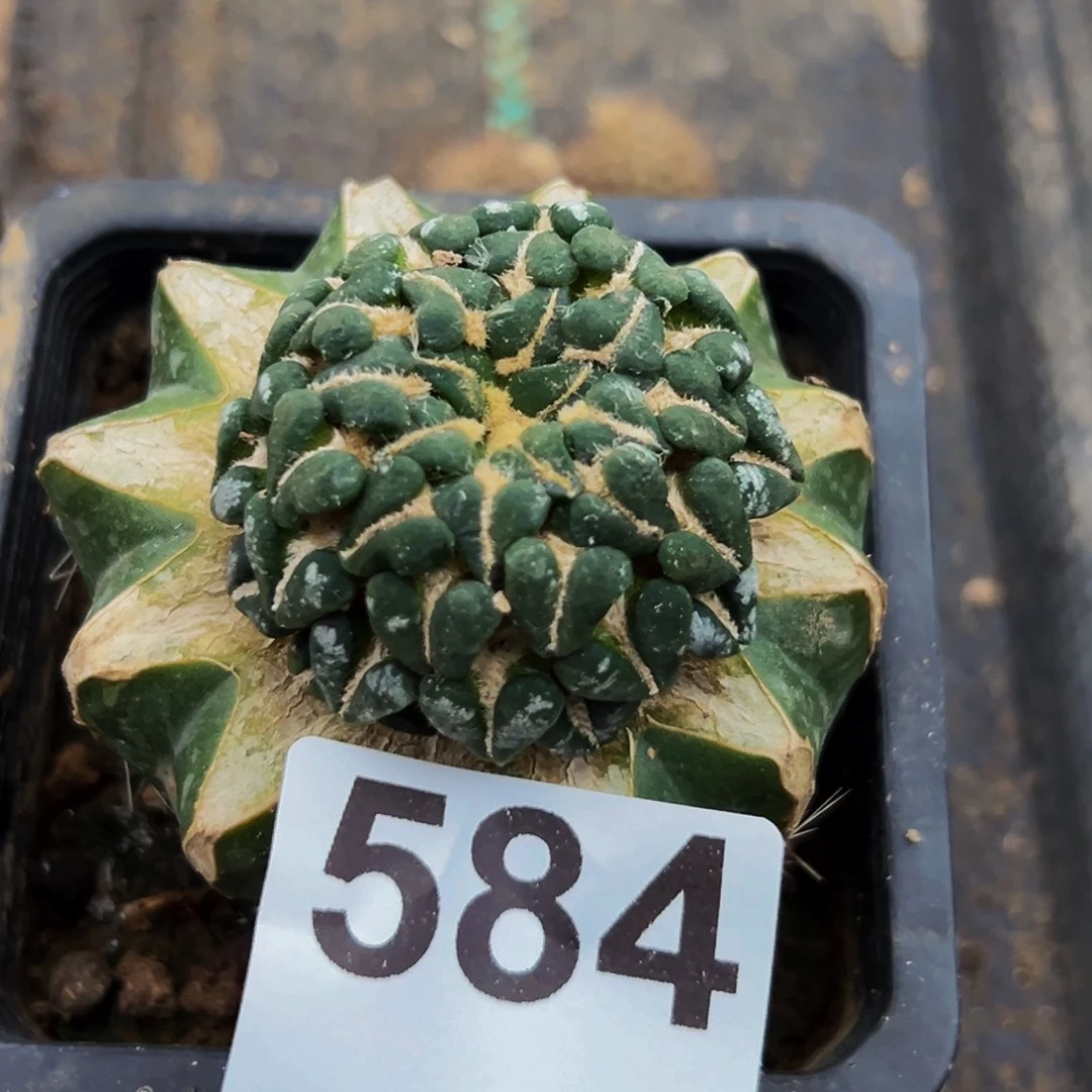 无花朵福利馒头姬牡丹584