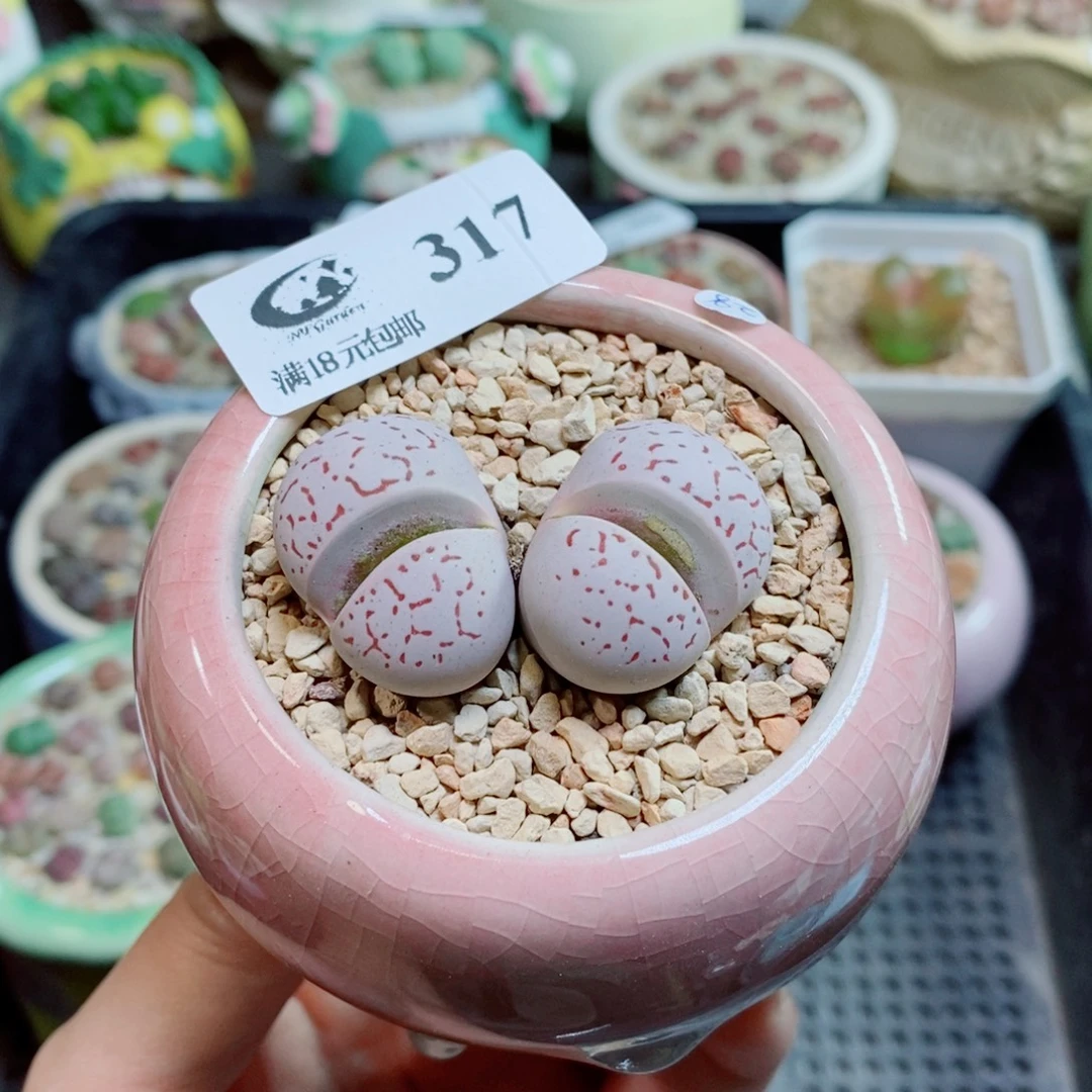 生石花花花花开了317
