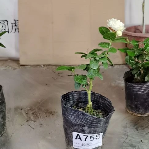 大部分花苞少量开放爬