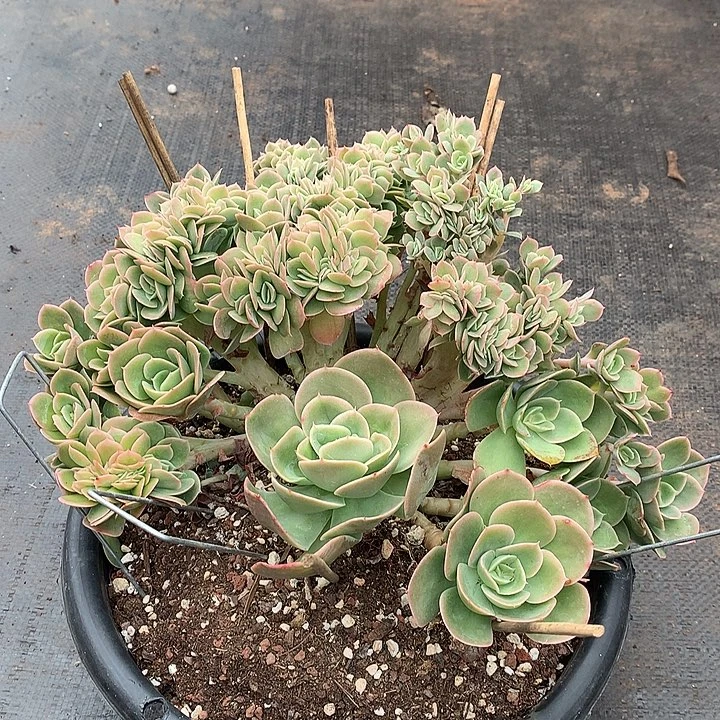 星娜塔缀瑕疵 非偏远38包邮节后发