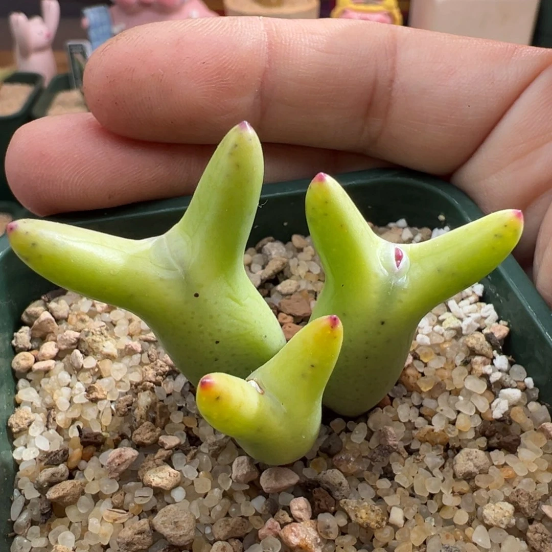 55。0136皮卡丘。优选果冻黄体细尖耳