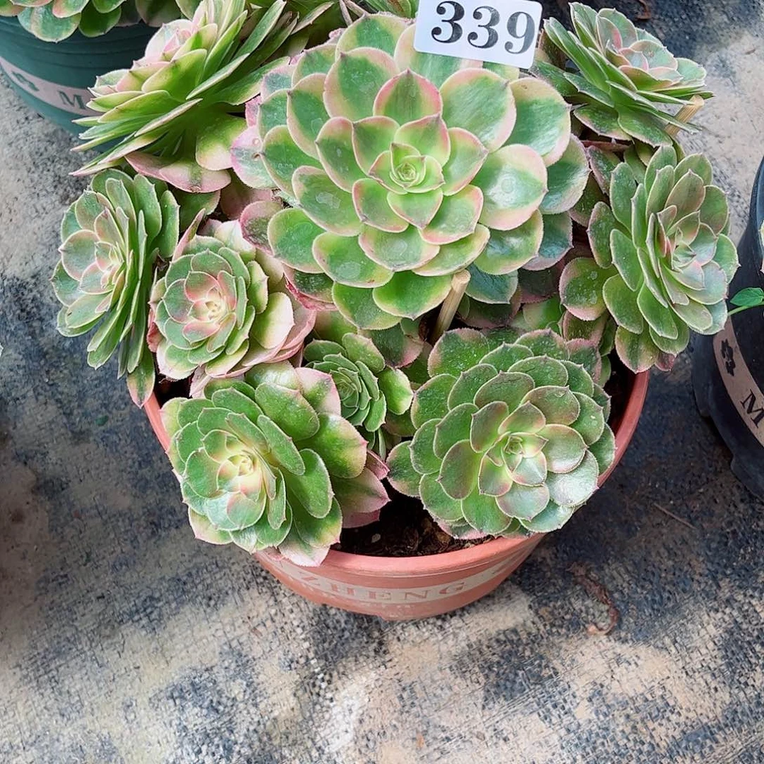 无花朵@*子多肉植物半糖荔枝寄养339