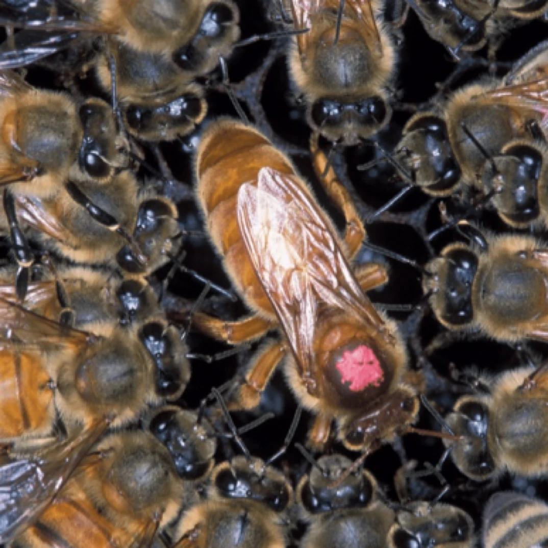 中蜂华南优质中蜂土蜂蜂王处女王开产王种王精选蜂王
