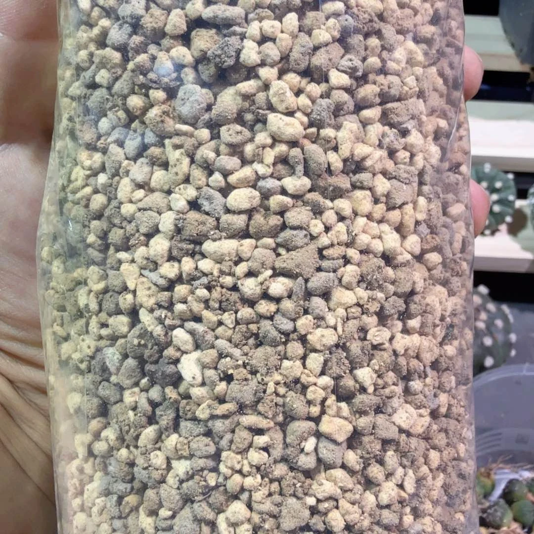 若多肉植物多肉植物