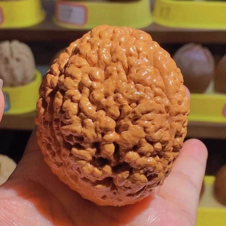 野生三瓣脑纹大金刚5665