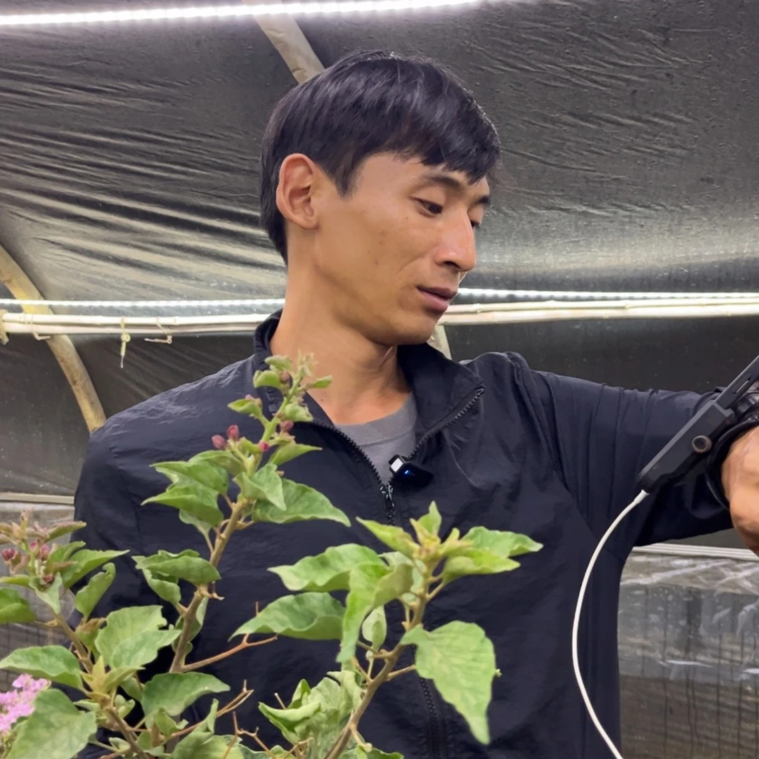 蓝***技完全开放（画报蝶）三角梅会落花落叶会光杆苗有大有小