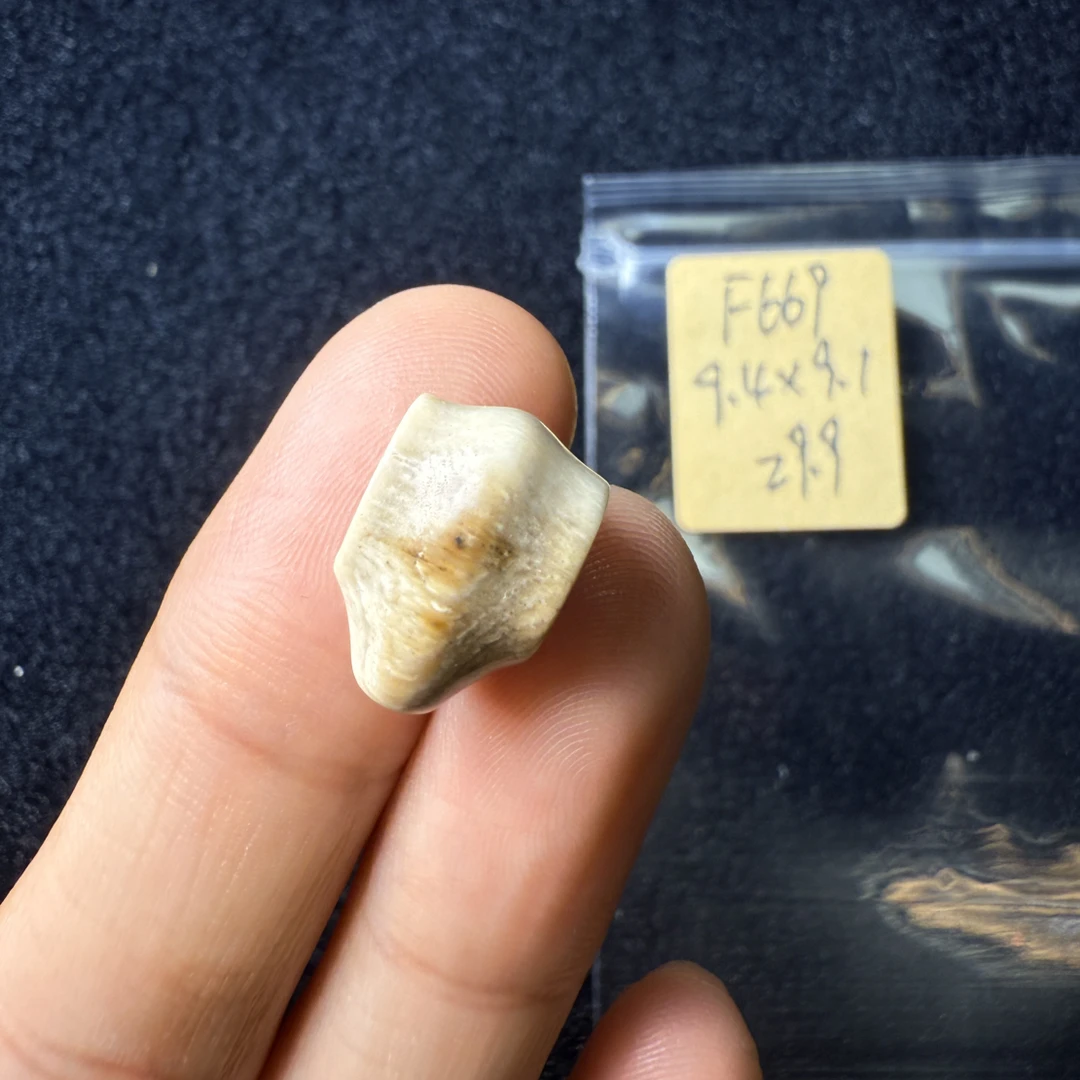 F669猛犸象牙鲨鱼背三通尺寸9.4*9.1mm果冻料