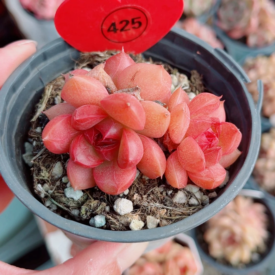 425号小老桩珍妮群
