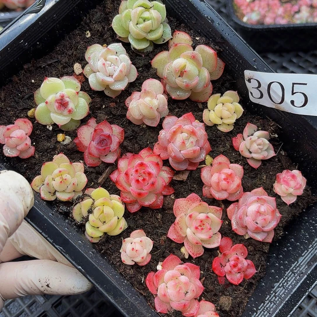 多肉植物多肉植物305