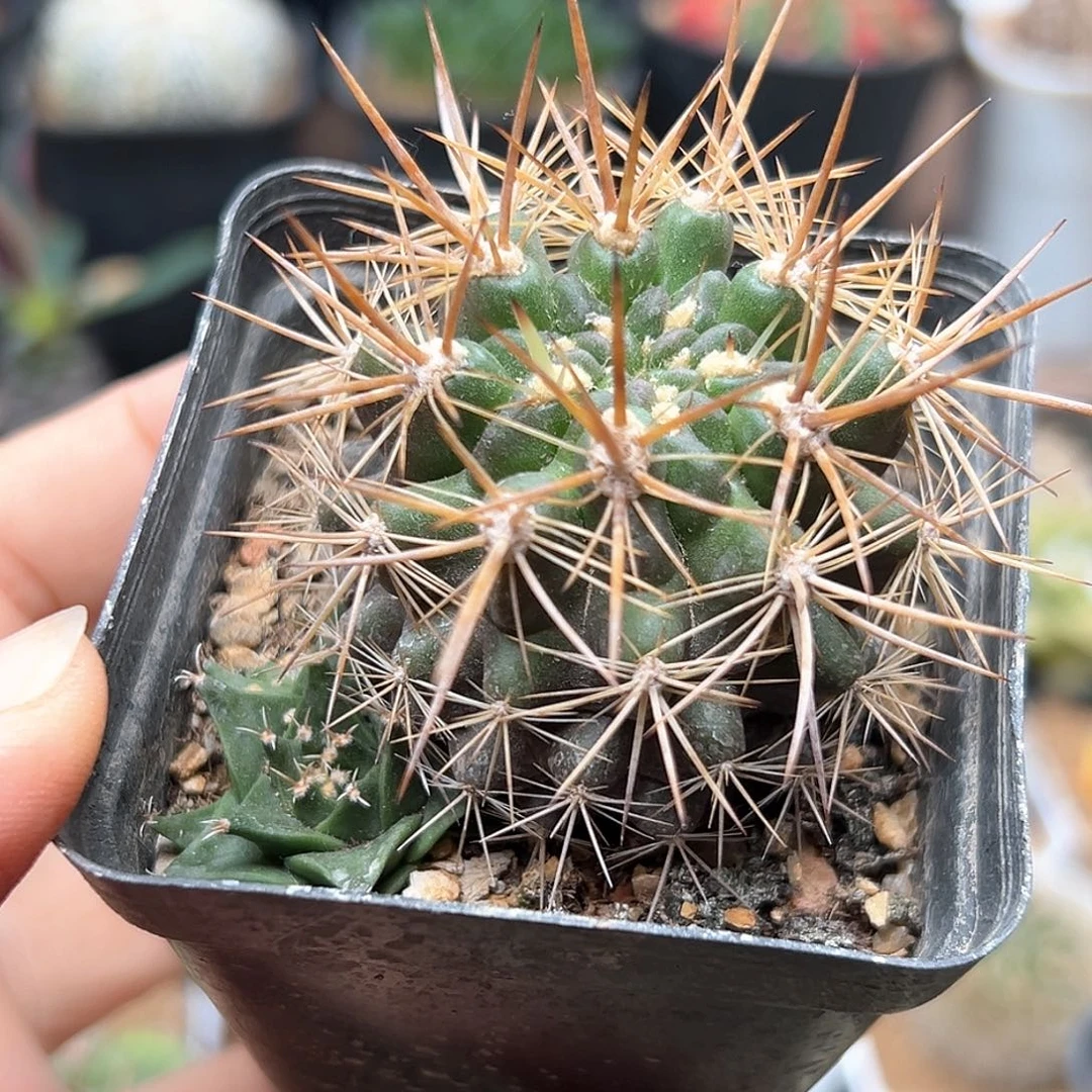 无花朵输入种源智利球一颗带盆