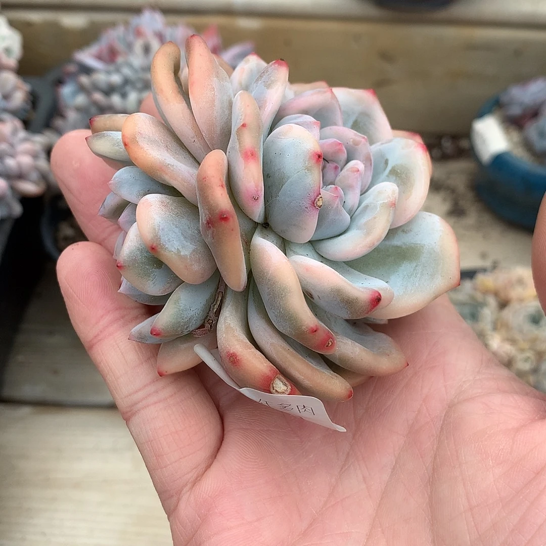 6841星影锦多肉一颗8厘米