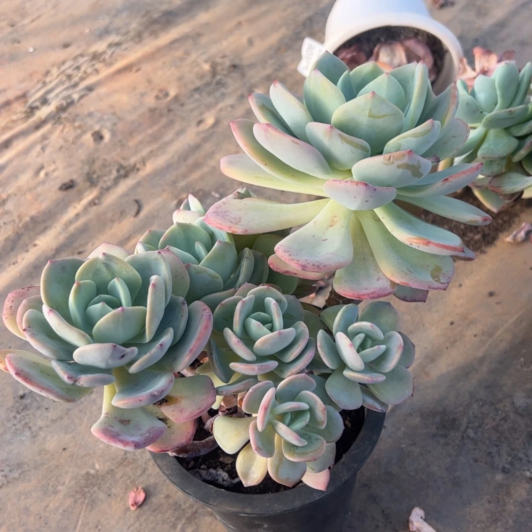 白月光五头起发多肉