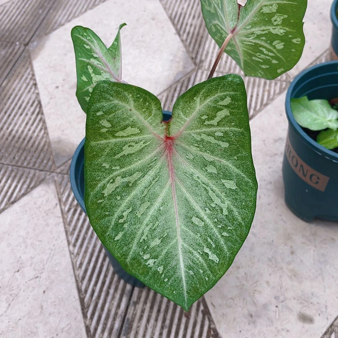 完全开放泰彩一物一拍8643