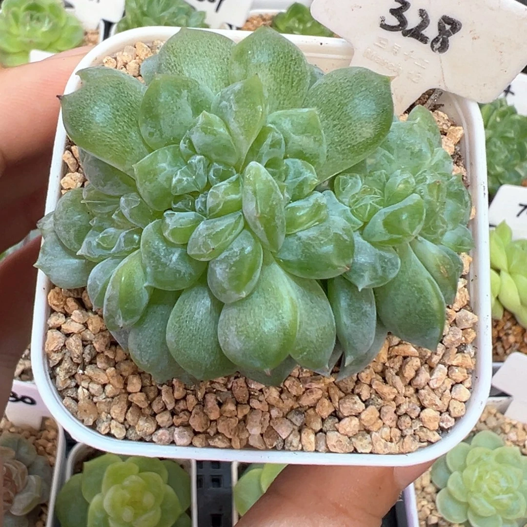 328号糖心缀化 晗雨多肉
