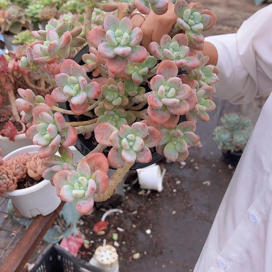 红洛神 多头多群生 180杯