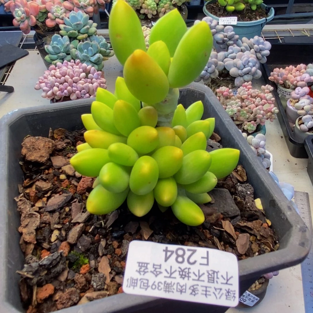 284金蝉芒果奶多肉7c m