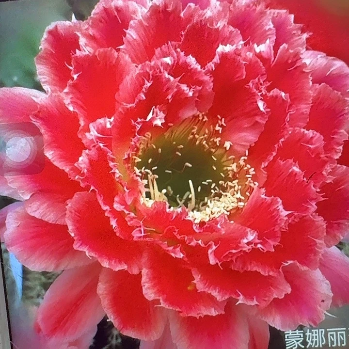 蒙娜丽莎侧芽5公分毛花柱