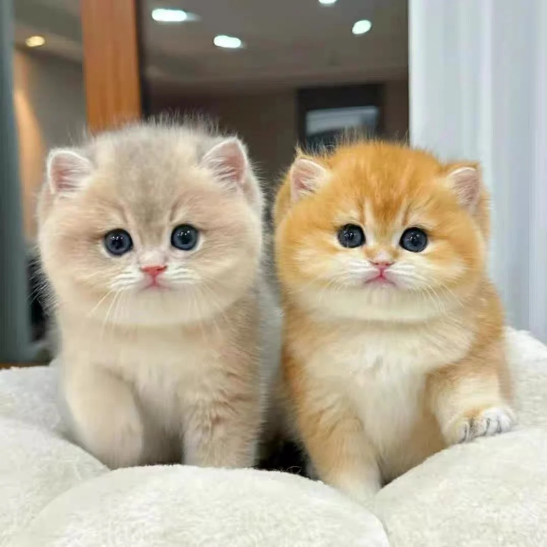 【余姐的猫屋】宠物猫活体专属链接  活体猫猫