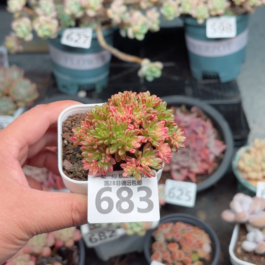 小人祭锦小树无盆土发货