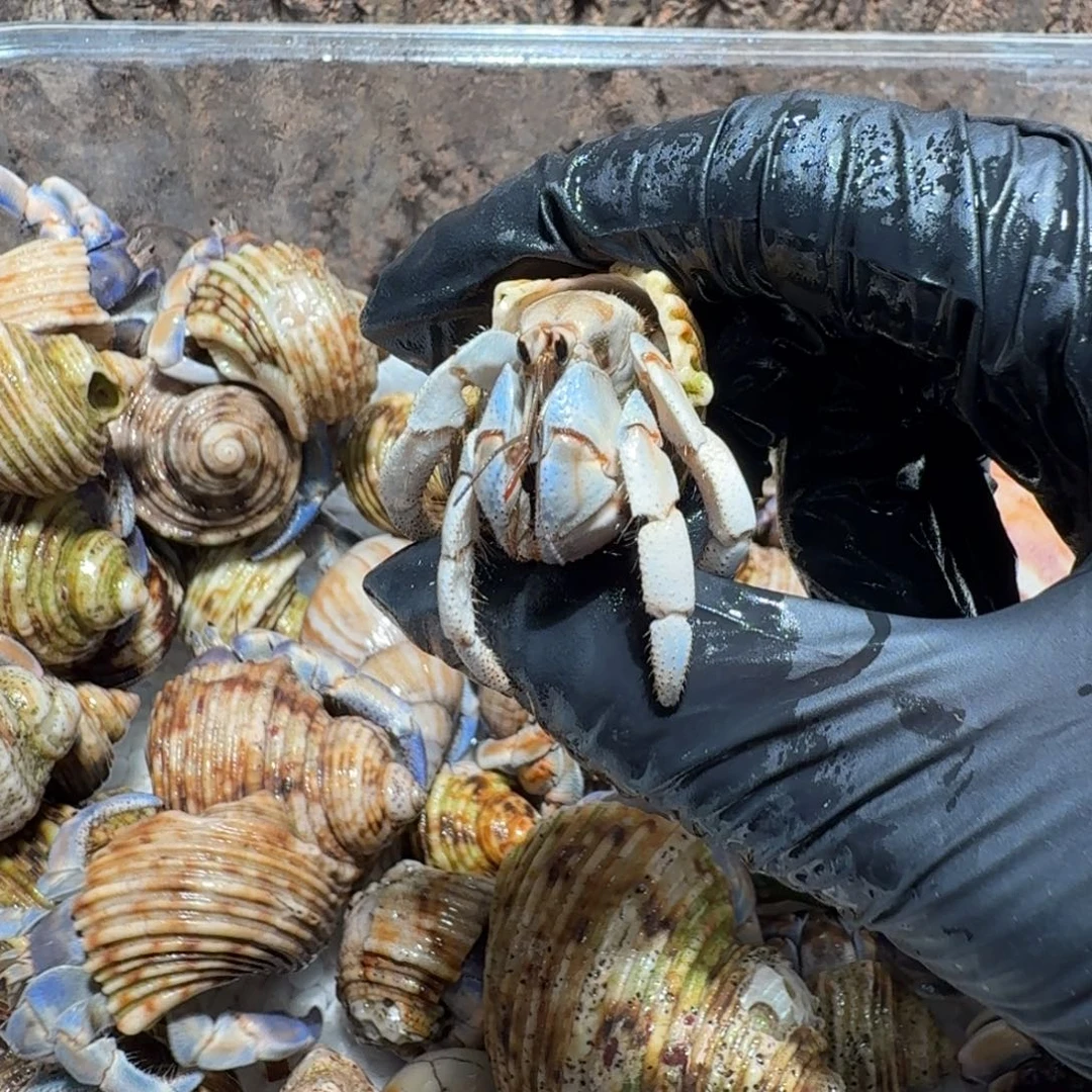 哇***栽直播间挑选专拍链接