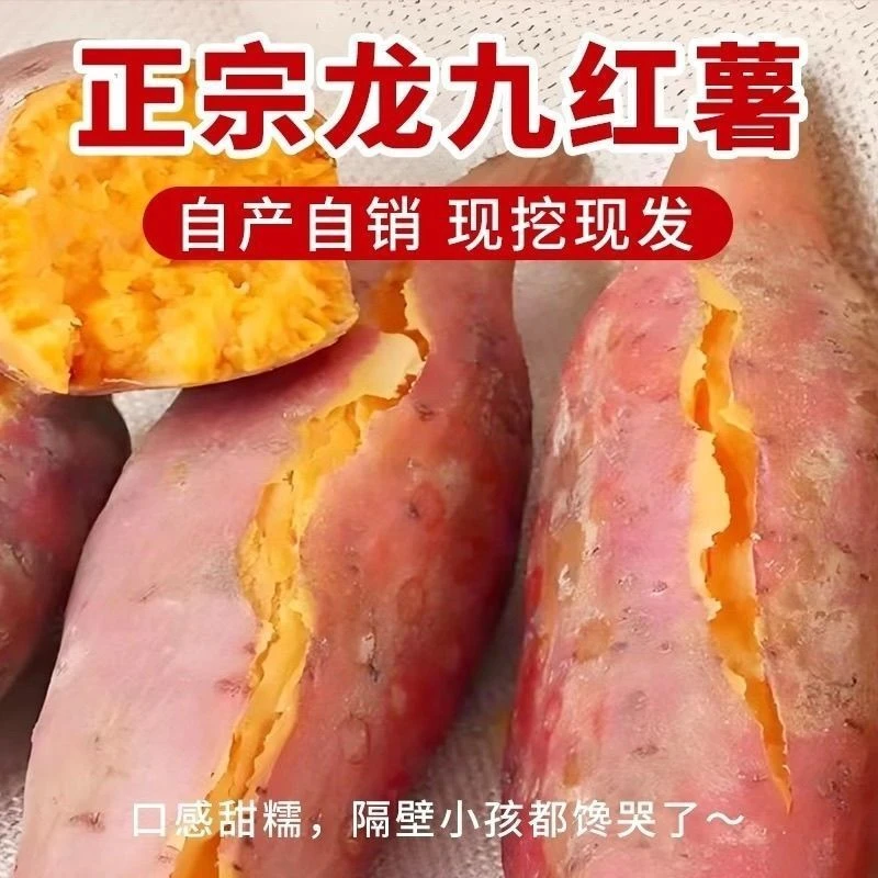 龙九蜜薯地瓜沙地种植现挖新鲜红薯软糯香甜黄心蜜薯整箱批发
