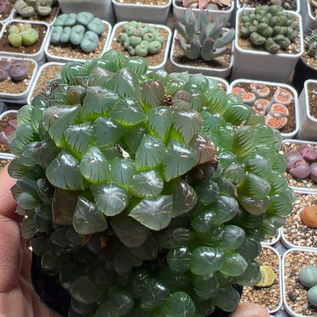 224多肉植物百科植物