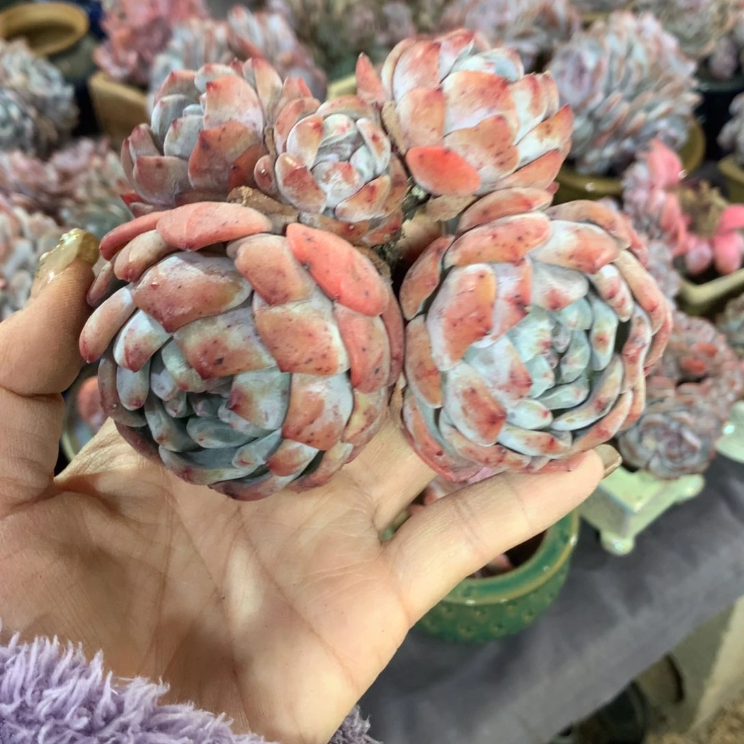 哈哈哈哈哈哈哈哈哈