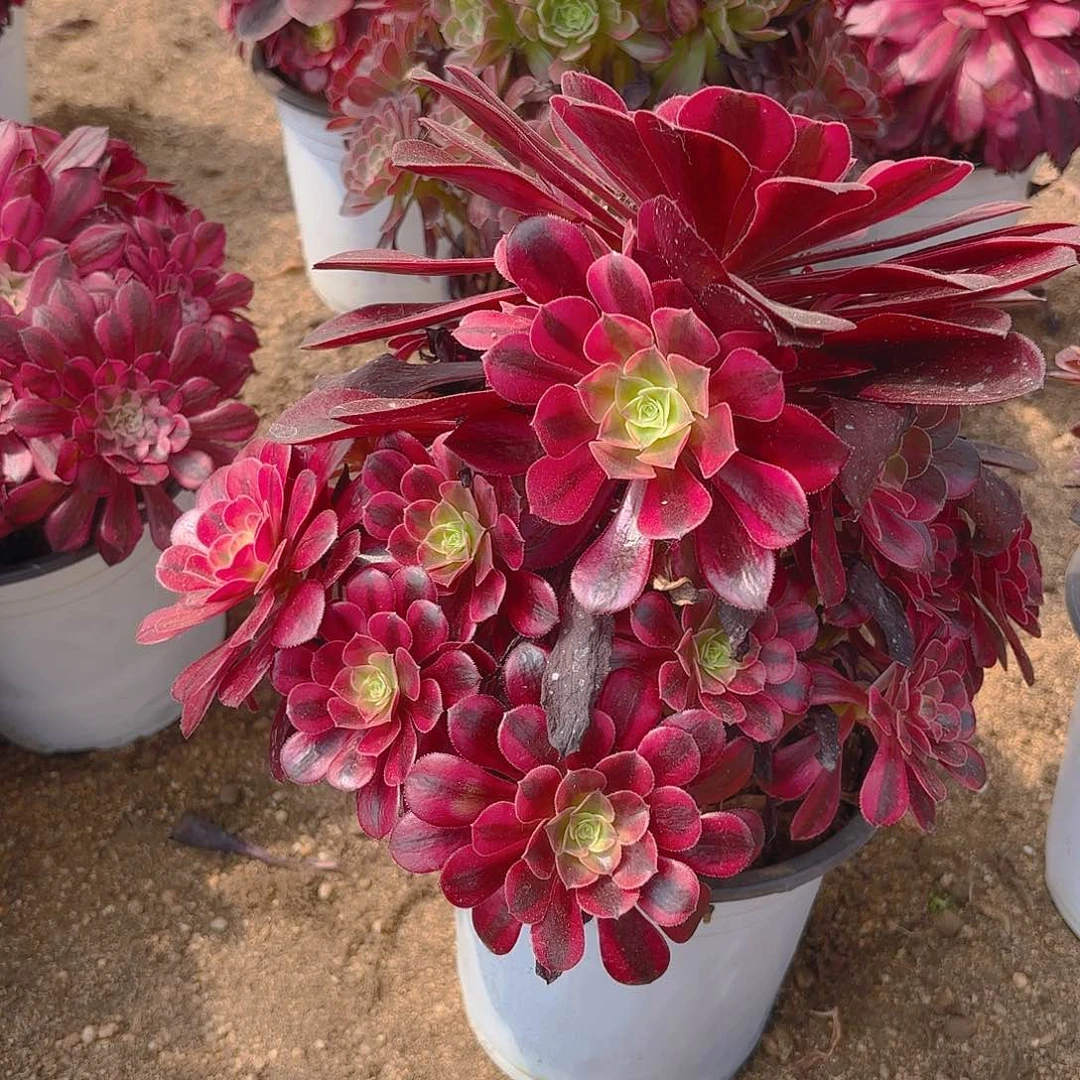 美杜莎多肉植物五号