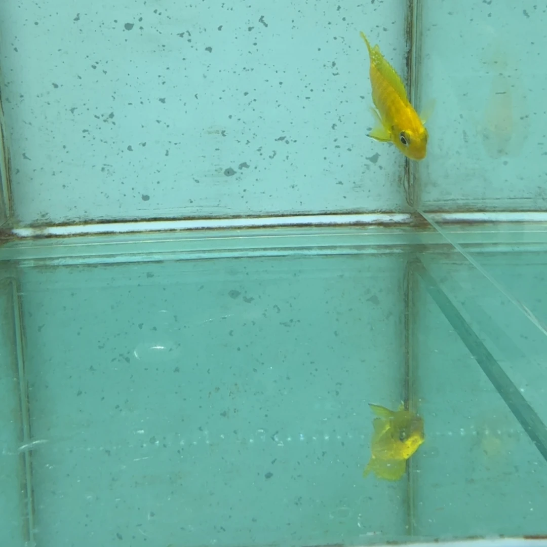 时***处海水大眼金蝶1432。