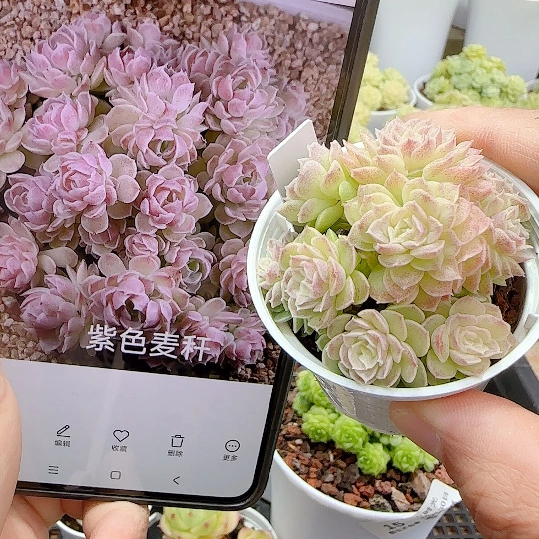 1030-16（紫色麦秆）