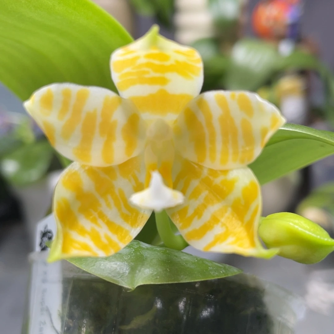 完全开放黄金斑马，2.5杯开花株