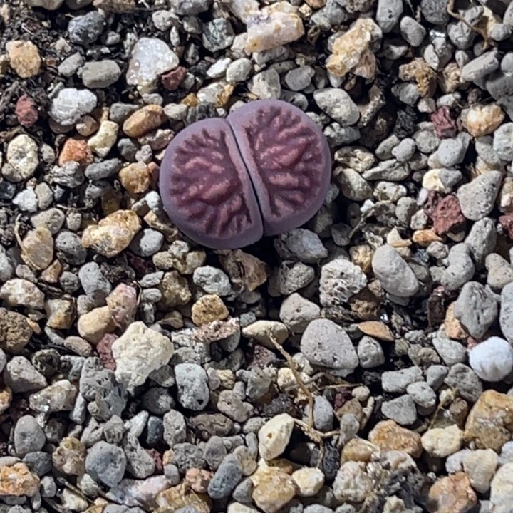 5127紫菊1尺寸1.4