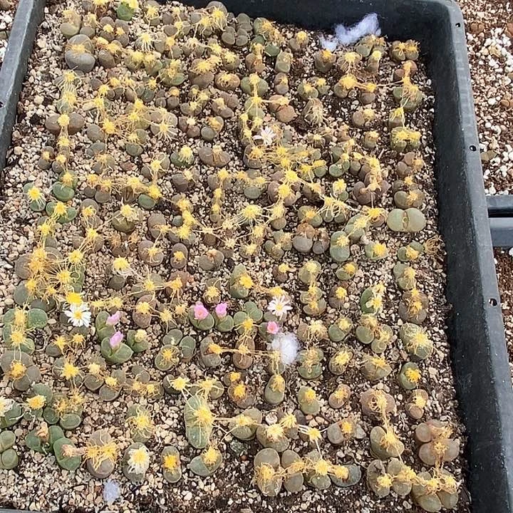 24561一筐风铃母本