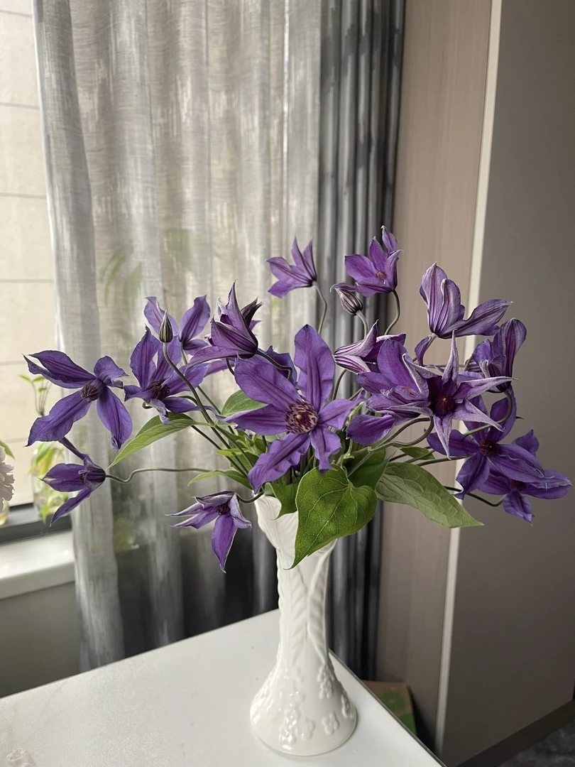 藤本皇后铁线莲 高级灵动线条美 冷链包邮