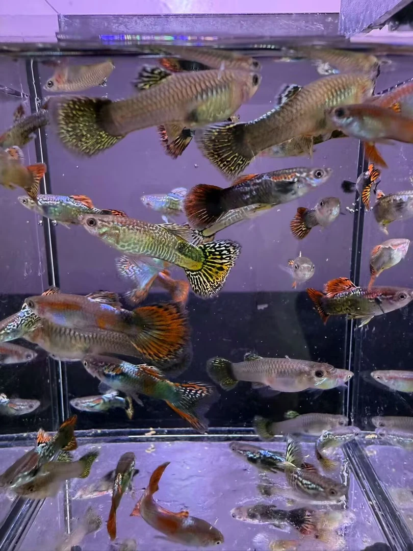 新手闯缸七彩龙鳞孔雀鱼