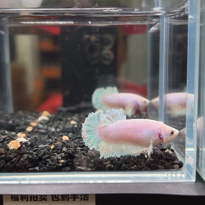 斗鱼竞拍跑单拉黑母鱼125