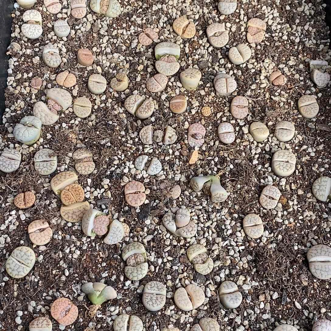 8697情况荒70个左右