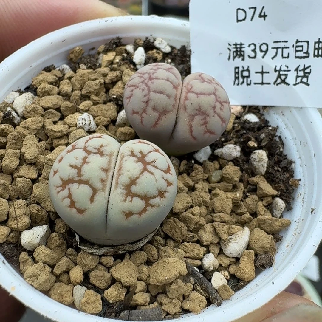 滑***风74多肉哈哈哈哈哈哈哈