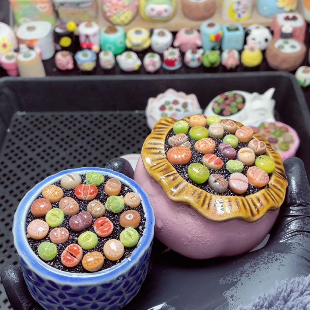 w5849--带盆土发货，零下地区拍保温箱