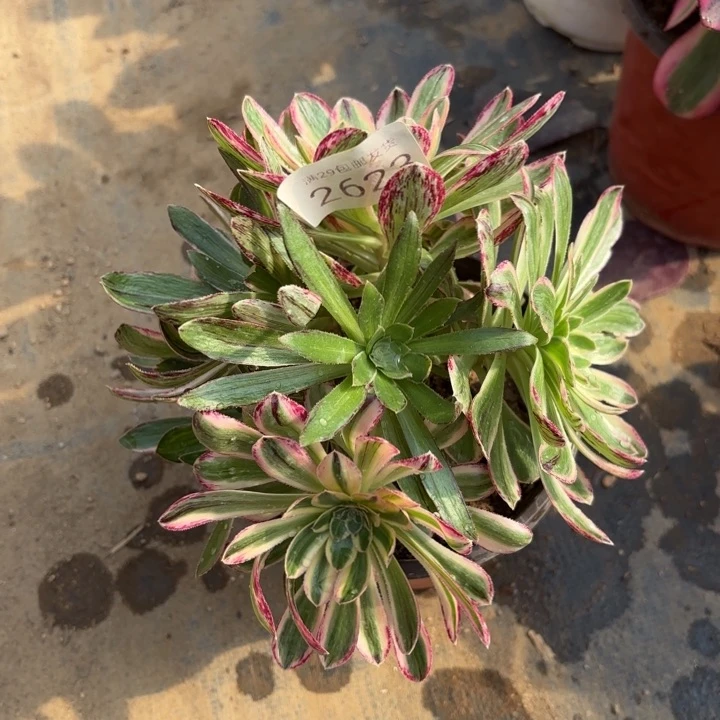 V锦锦多肉法师2623