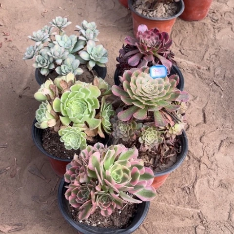 946多肉植物组合，