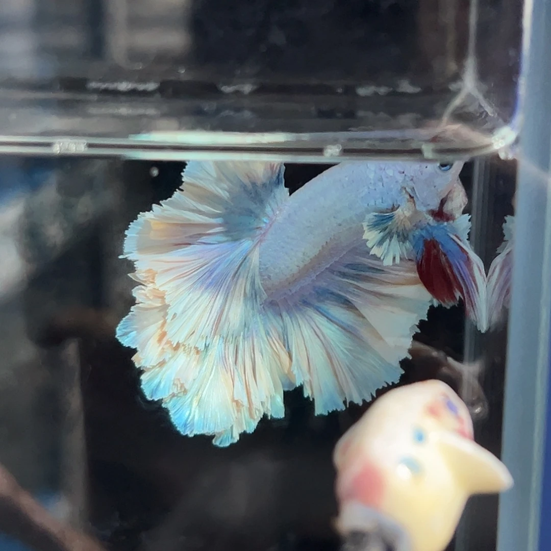 斗鱼1号低饱和绣球