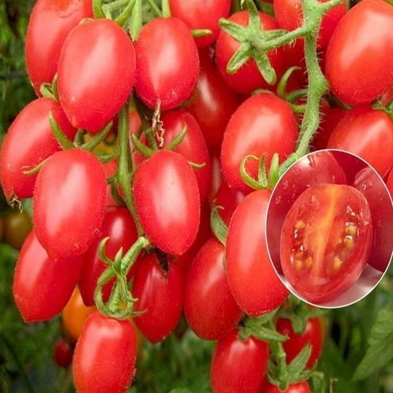 【全店满6包包邮】红圣女果种子